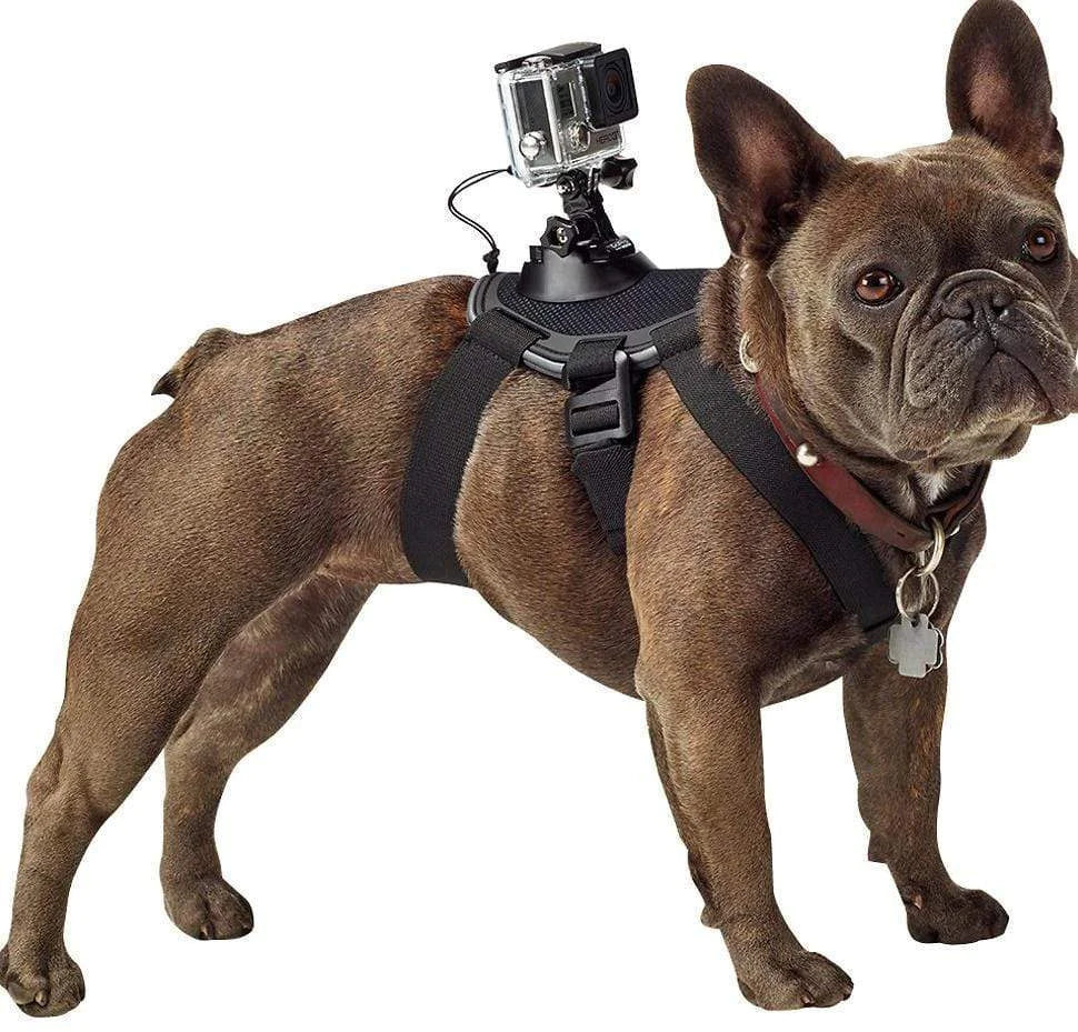 Adventure Camera Mount Harness For Dogs