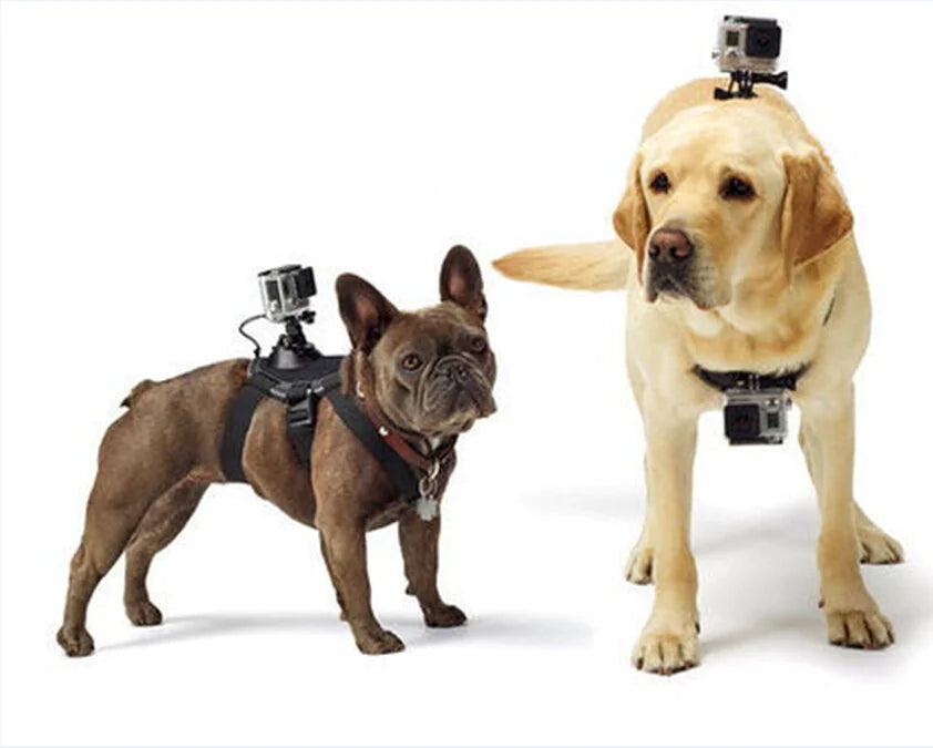 Adventure Camera Mount Harness For Dogs