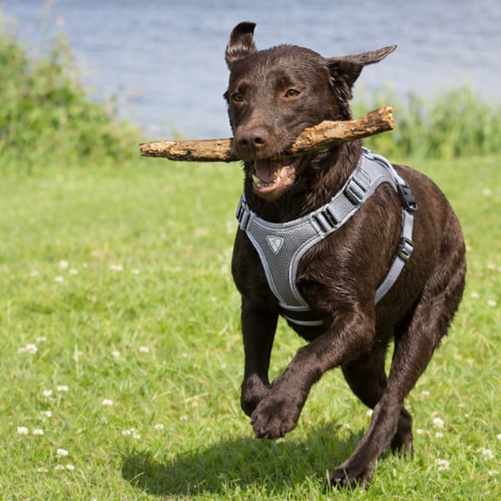 Reflective Dog Harness with Leash
